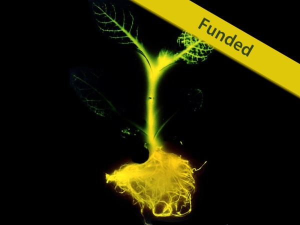 「奇酷」Glowing Plant，KS開賣發光植物