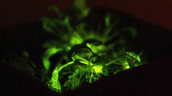 「奇酷」Glowing Plant，KS開賣發光植物
