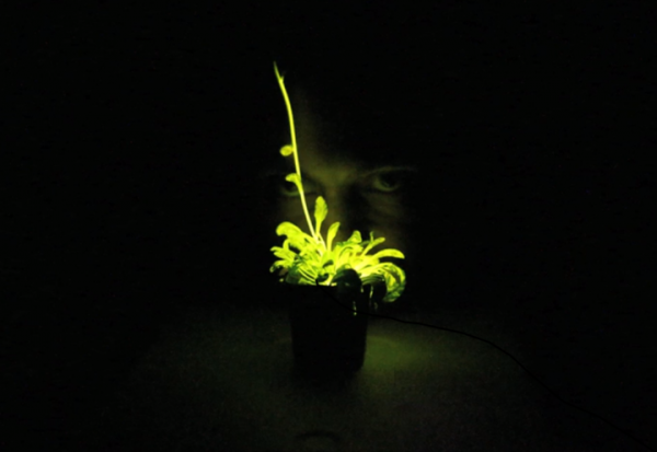 「奇酷」Glowing Plant，KS開賣發光植物